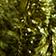 Olive Floral