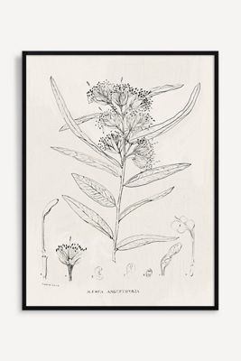 Vintage Botanical Wall Art