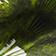 Green Palm