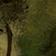 Moss