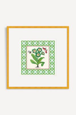 Primula Auricula Benny Green Wall Art