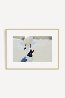 Laughing Gull Disagreement Wall Art 