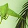 Orchidea e Ambra