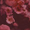 Multi Floral
