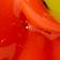 Orange Hibiscus