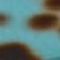 Tortoise Shell Blue