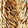 Goldendoodle