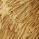 Domestic Shorthair