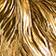 Maine Coon