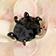 Anemone