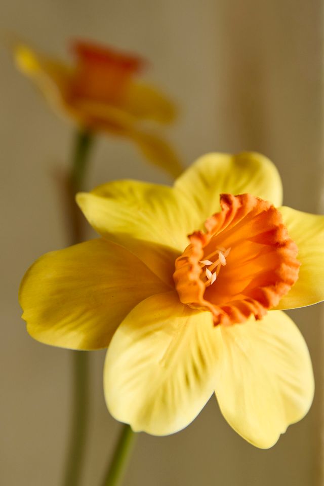 Faux Narcissus Stem Bundle #1