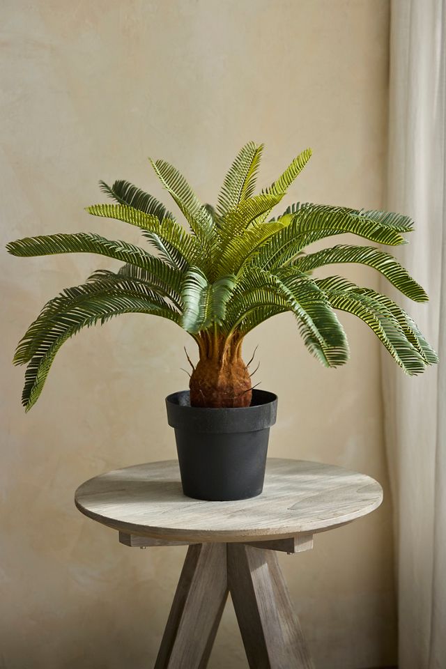 Faux Potted Cycas Palm #2