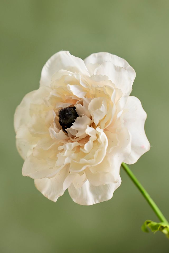 Faux Ranunculus Spray #1
