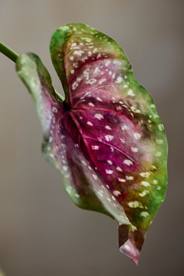 Faux Caladium Bush #1