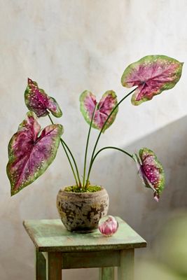 Faux Caladium Bush