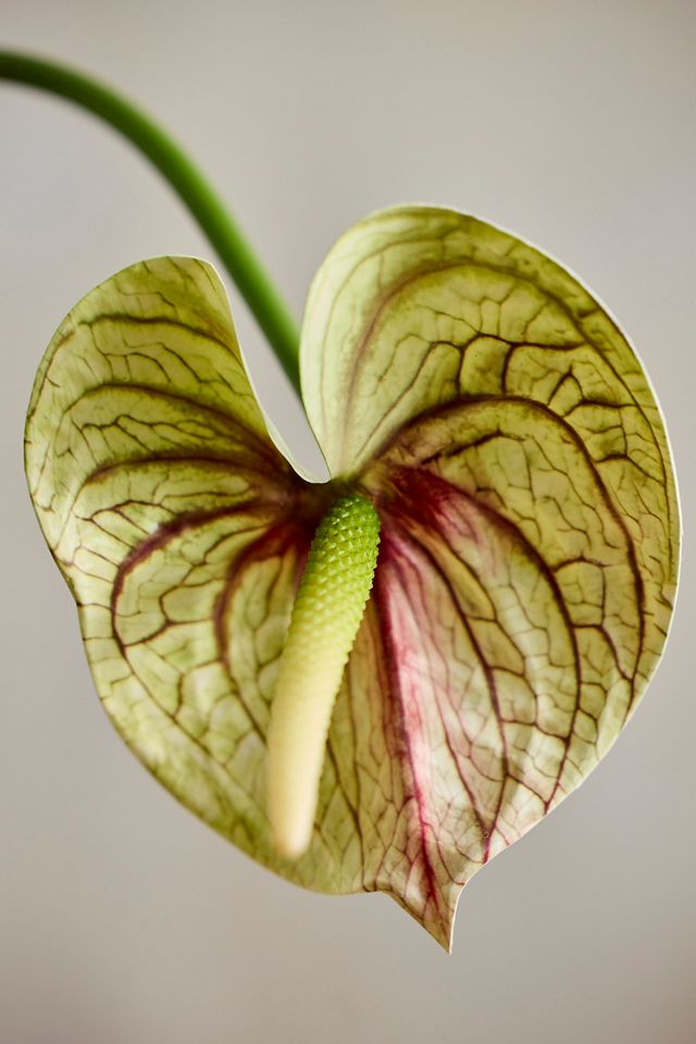 Faux Anthurium Stem #1