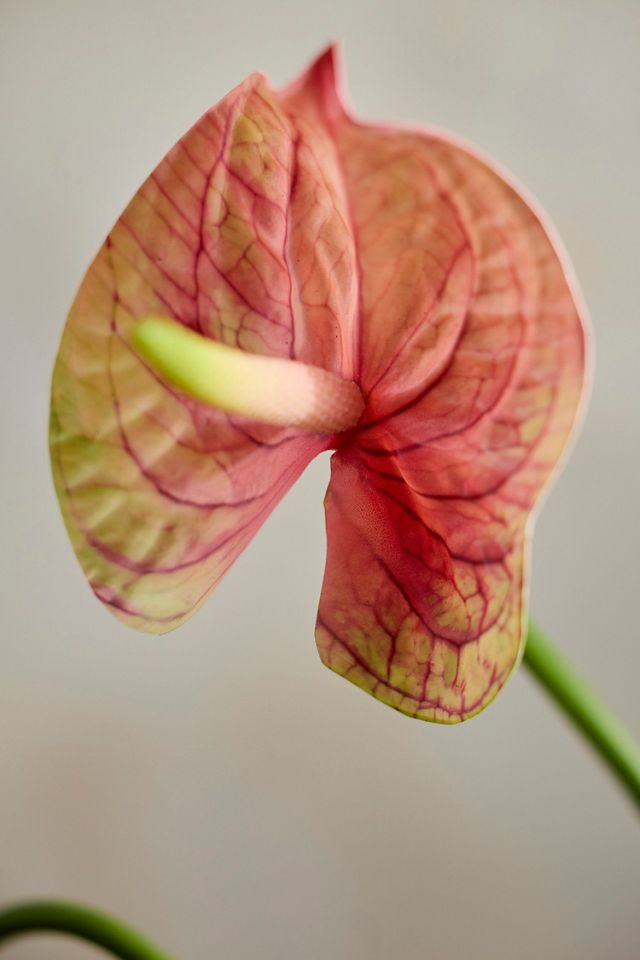 Faux Anthurium Stem #1