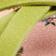 Moss