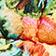 Orange Floral