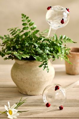 Watering Globes, Set of 2 | Terrain