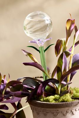 terrarium small plants Victoria Small Glass Terrarium Modern Succulent Garden Floral Display –  Jamali Garden main image 1