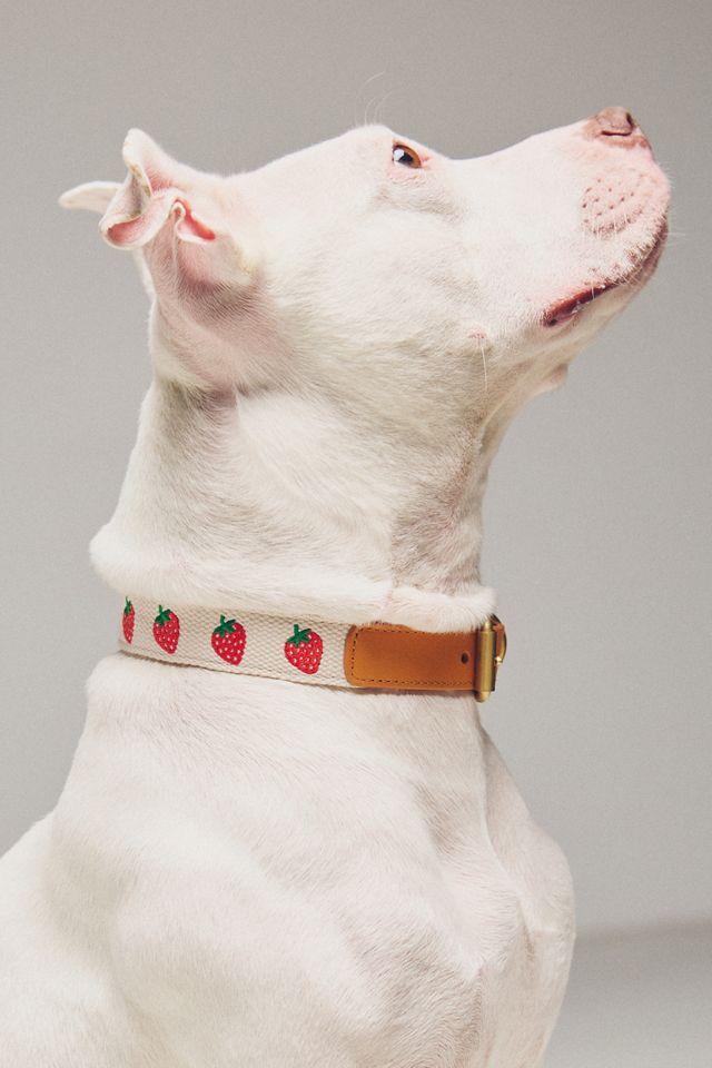 By Anthropologie Icon Pet Collar #1