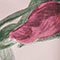 Pink Floral