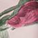Pink Floral