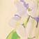 Wisteria Print