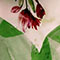 Green Floral