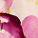 Pink Floral