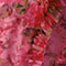 Pink Pattern