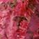 Pink Pattern