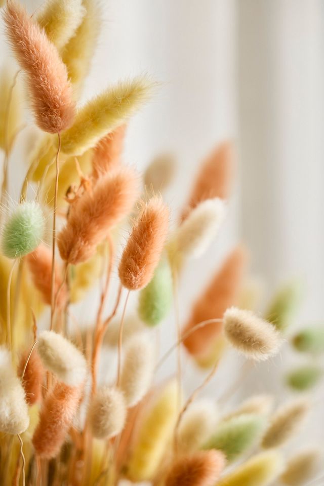 Dried Bunny Tails Bunch #1