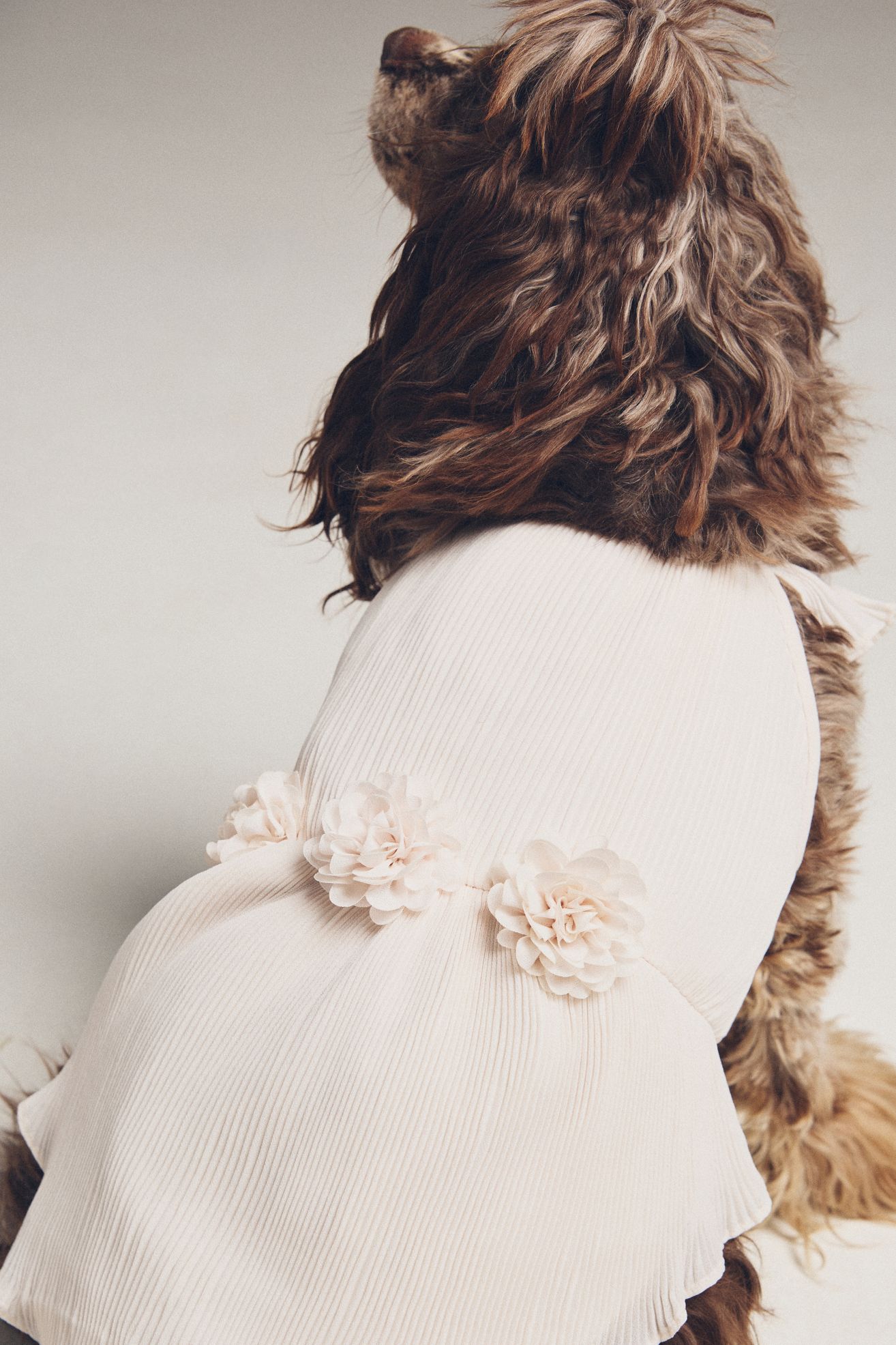 FURB Love Story Petal Pink Pleated Chiffon Pet Dress - Blush Pink, S