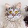 Maine Coon