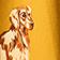 Ochre