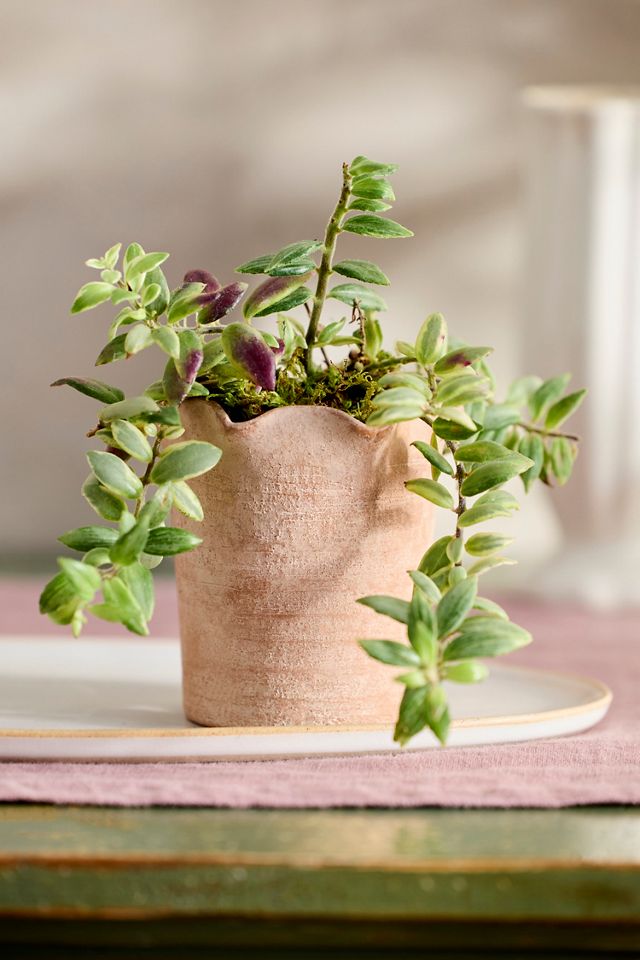 Terracotta Pie Crust Rim Planter, Straight Side #11
