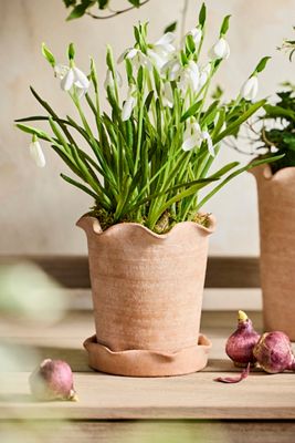 Terracotta Pie Crust Rim Planter, Straight Side