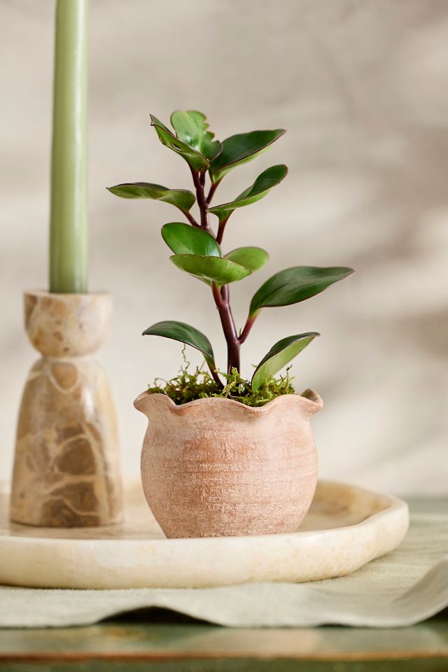 Terracotta Pie Crust Rim Planter, Round #5