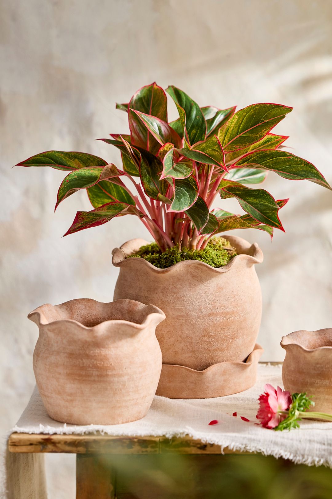 Terracotta Pie Crust Rim Planter, Round - Peach, 9"