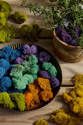 Preserved Moss Collection, Superbloom