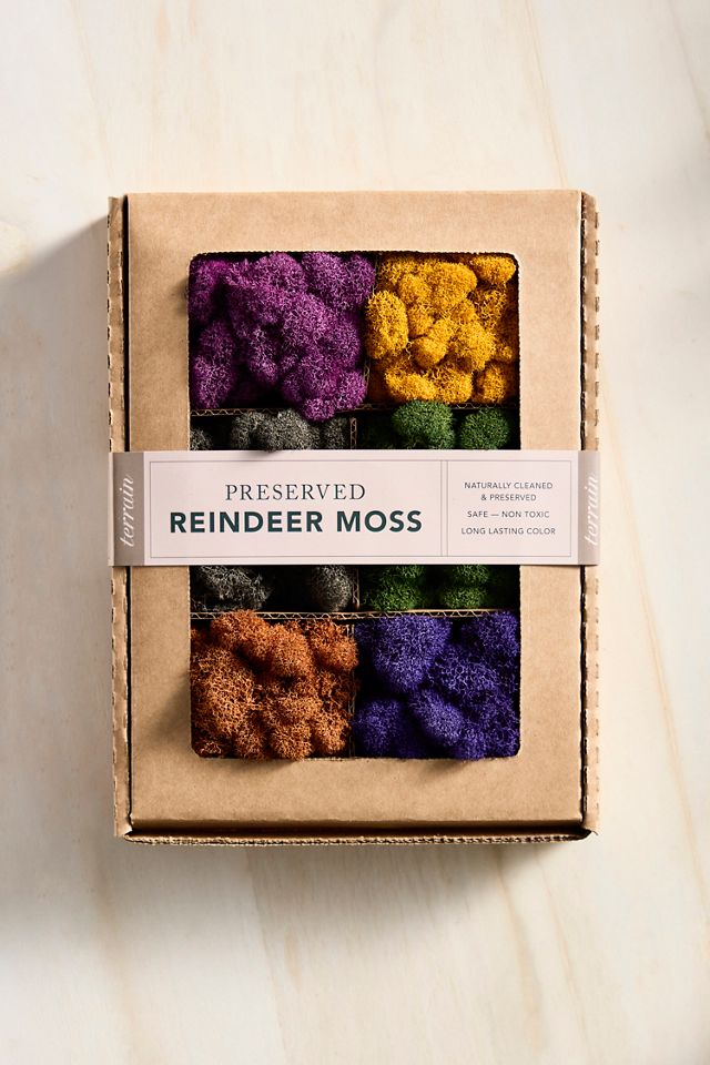Preserved Moss Collection, Superbloom #1