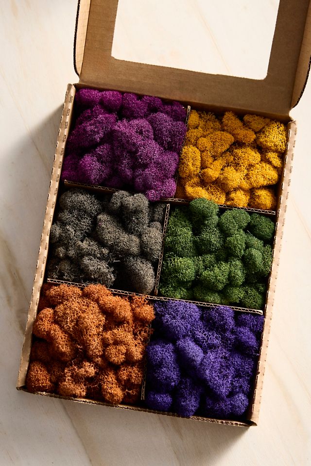 Preserved Moss Collection, Superbloom #2