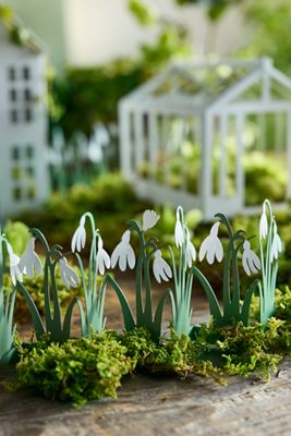 Concordville Spring Snowdrop Row