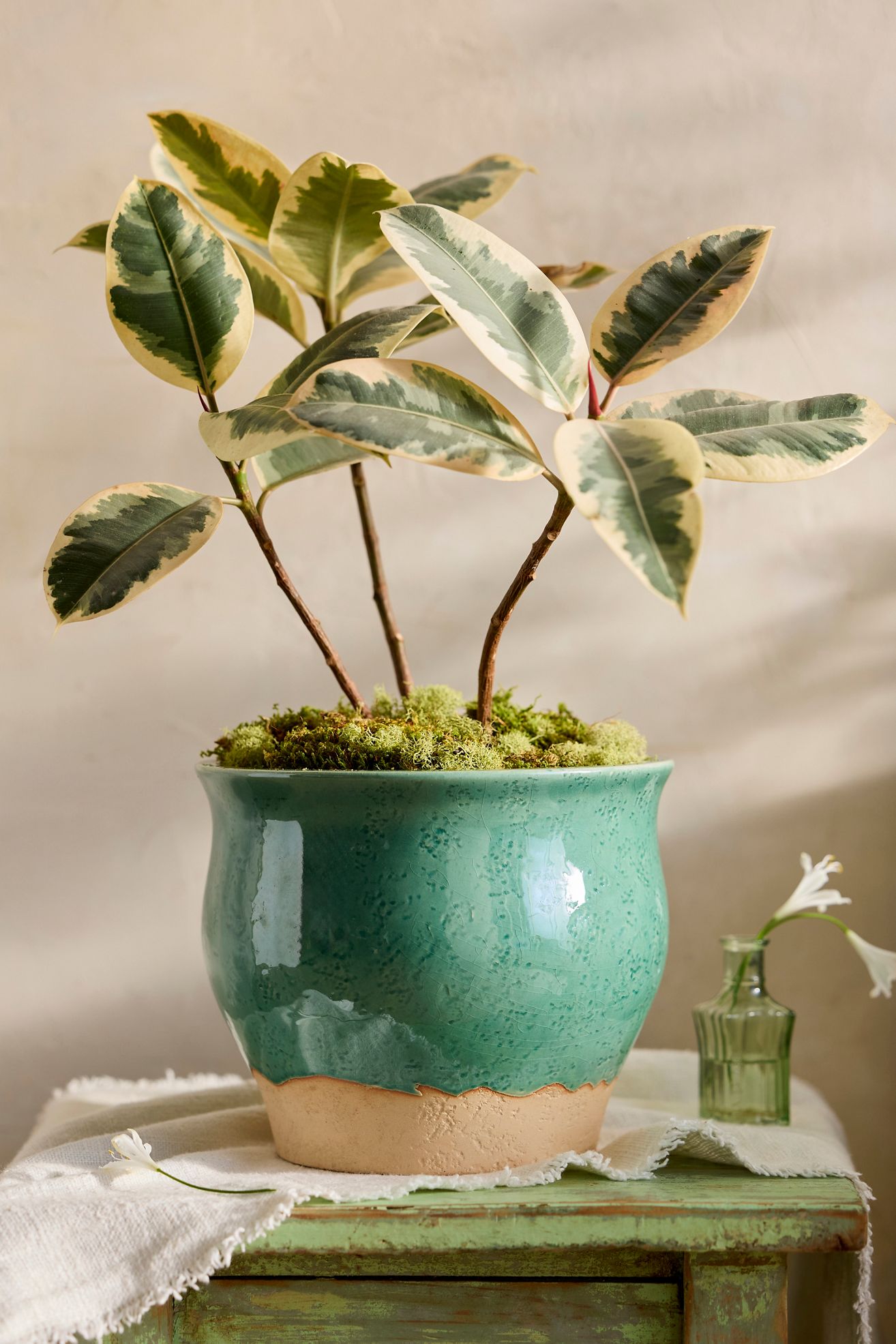 Emerald Ceramic Flare Planter - Evergreen, One Size