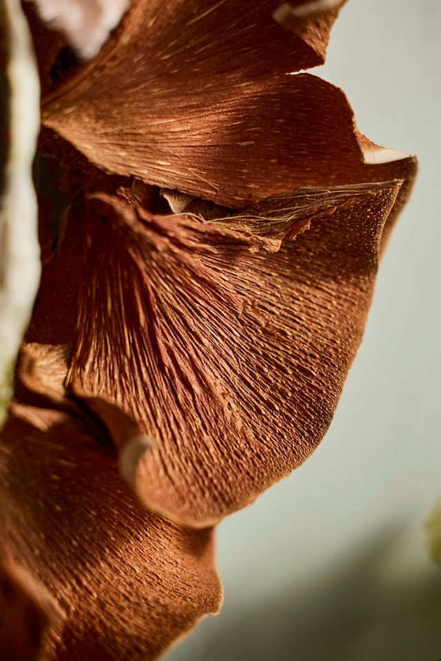 Coconut Bark Wreath #1