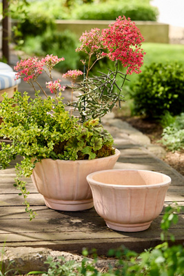 venus fly trap pot plant Venus Flytrap main image 0