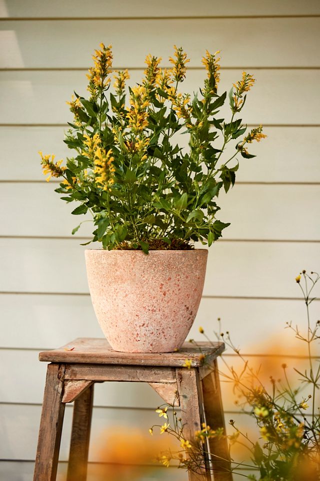 Canyon Ceramic Egg Planter #1