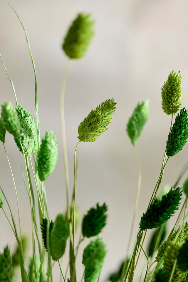 Painted Phalaris Bunch #1